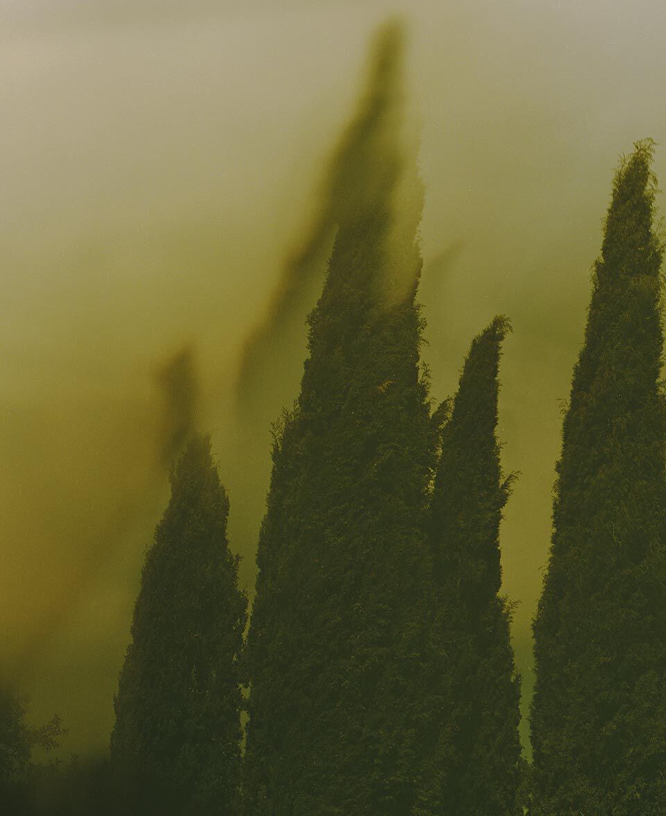 Scuri alberi simili a cipressi che sfumano in un paesaggio nebbioso verde-giallo.