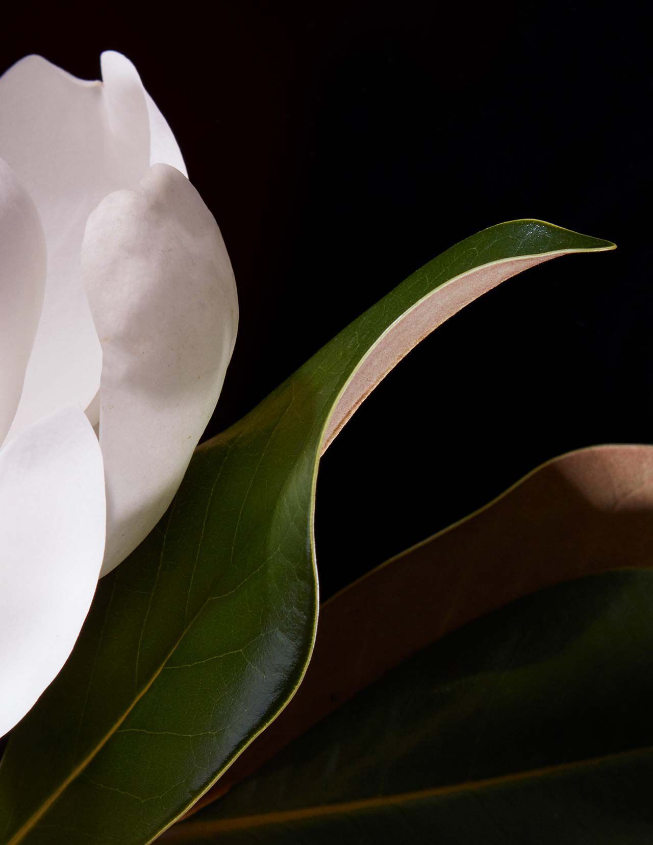 Petalo di fiore bianco e foglie verdi lucide su uno sfondo nero intenso, con bordi curvi e una morbida illuminazione direzionale.
