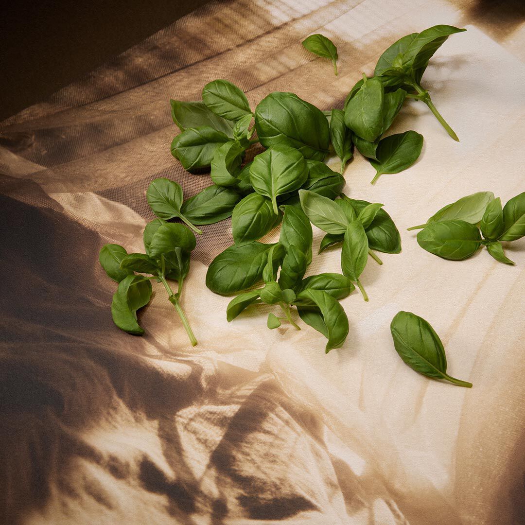 Fresche foglie di basilico verde sparse su carta marrone e color crema ripiegata, con una luce direzionale che crea ombre nette e rende visibile la texture delle foglie.