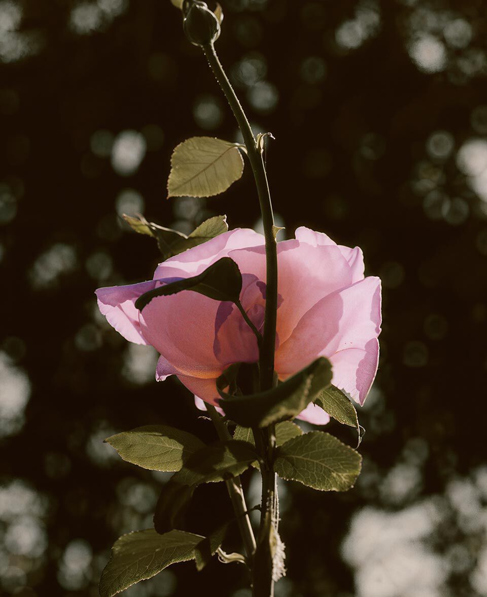 Singola rosa rosa in fiore su uno stelo sottile, contro uno sfondo scuro e delicatamente sfocato.