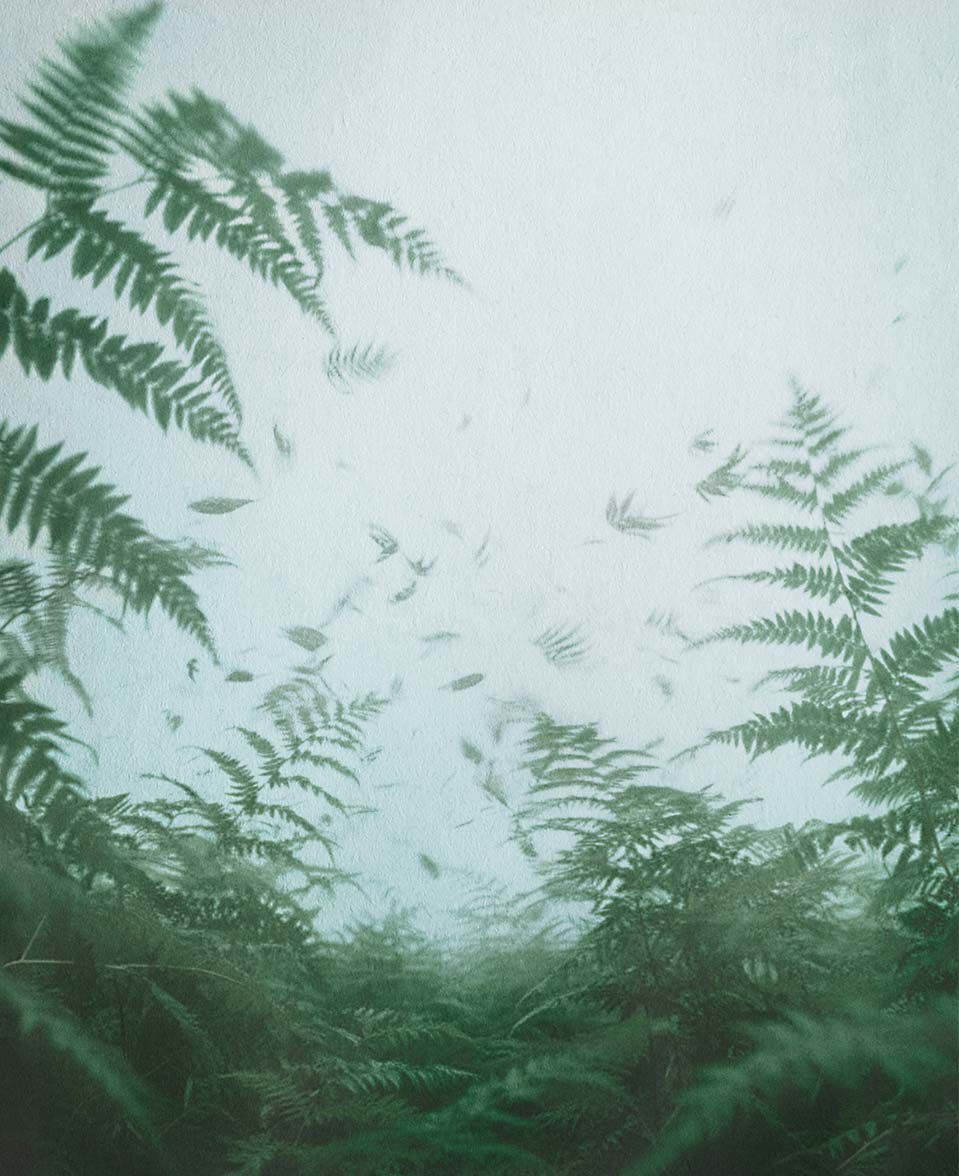 Fronde di felce osservate attraverso un’aria velata di nebbia, che creano una scena soffusa e atmosferica.