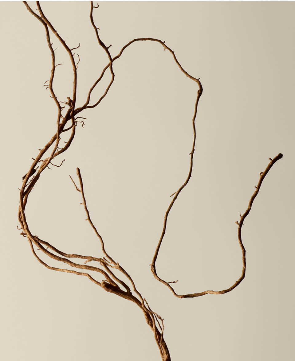 Legnosa, Terrosa, Affumicata Immagine