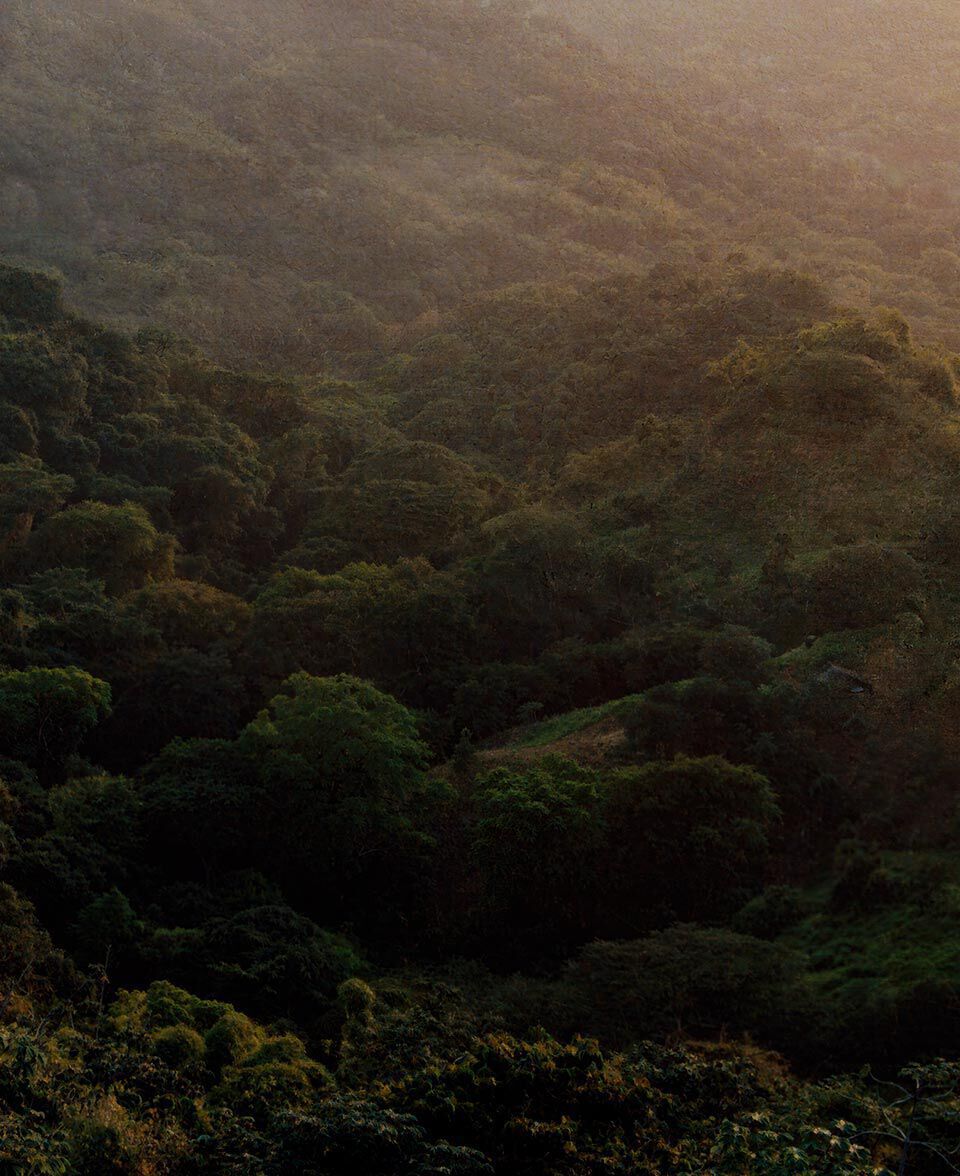 Volta della foresta e pendio che sfumano in una lieve foschia sotto una luce solare attenuata.