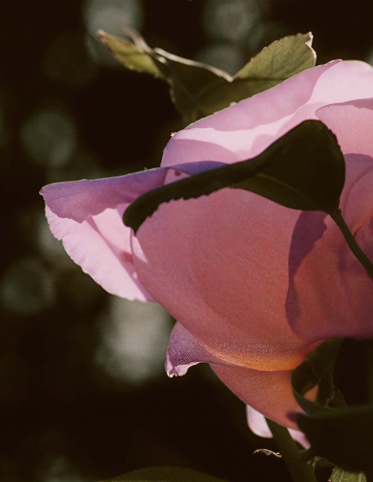 Primo piano di petali di rosa rosa, con sagome sinuose di foglie, delicati riflessi e uno sfondo scuro che accentua la trama stratificata dei fiori.