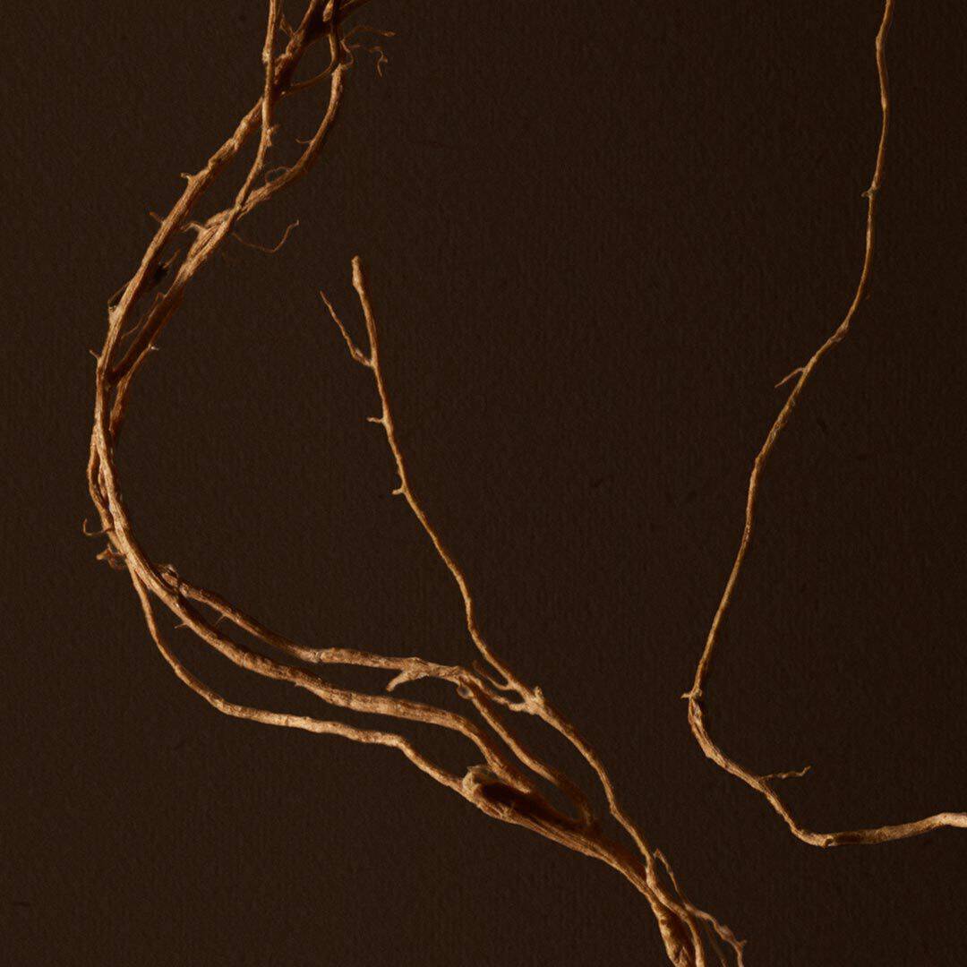 Close-up of fine roots crossing a dark brown background.