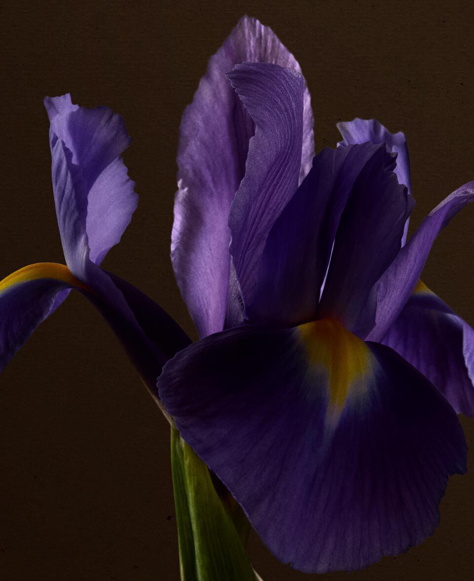 Primo piano di un iris viola su uno sfondo marrone intenso.