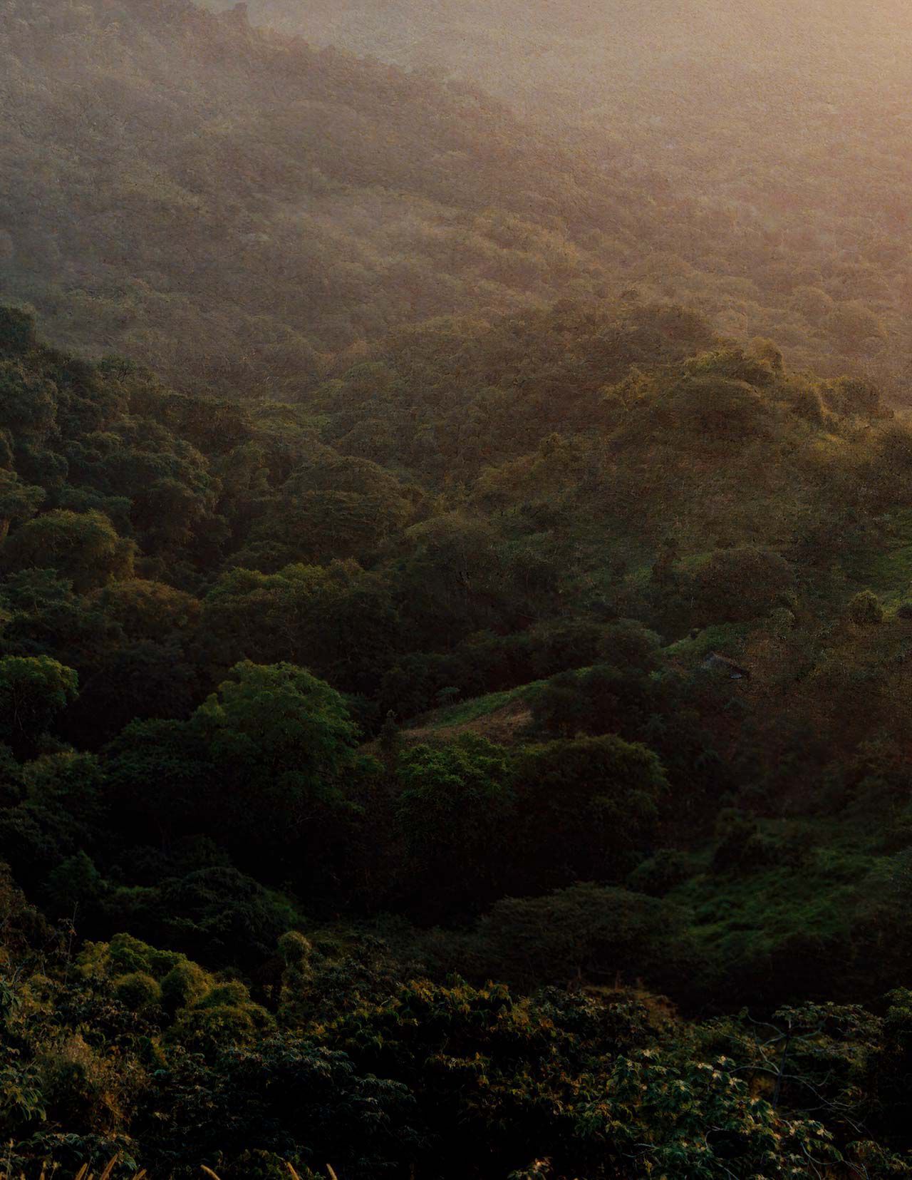 Densa volta di foresta verde sopra colline ondulate, illuminata da una luce solare attenuata e da una lieve foschia, con texture stratificate del fogliame.