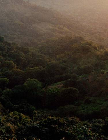 Densa volta di foresta verde sopra colline ondulate, illuminata da una luce solare attenuata e da una lieve foschia, con texture stratificate del fogliame.