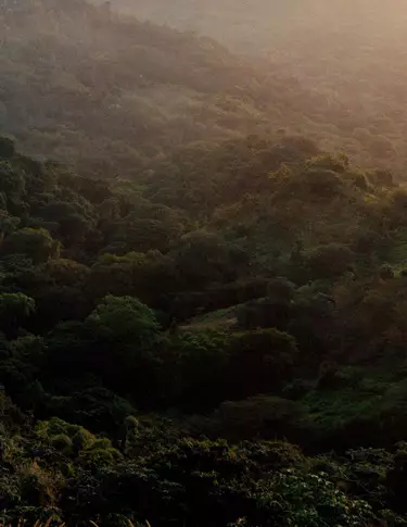 Densa volta di foresta verde sopra colline ondulate, illuminata da una luce solare attenuata e da una lieve foschia, con texture stratificate del fogliame.