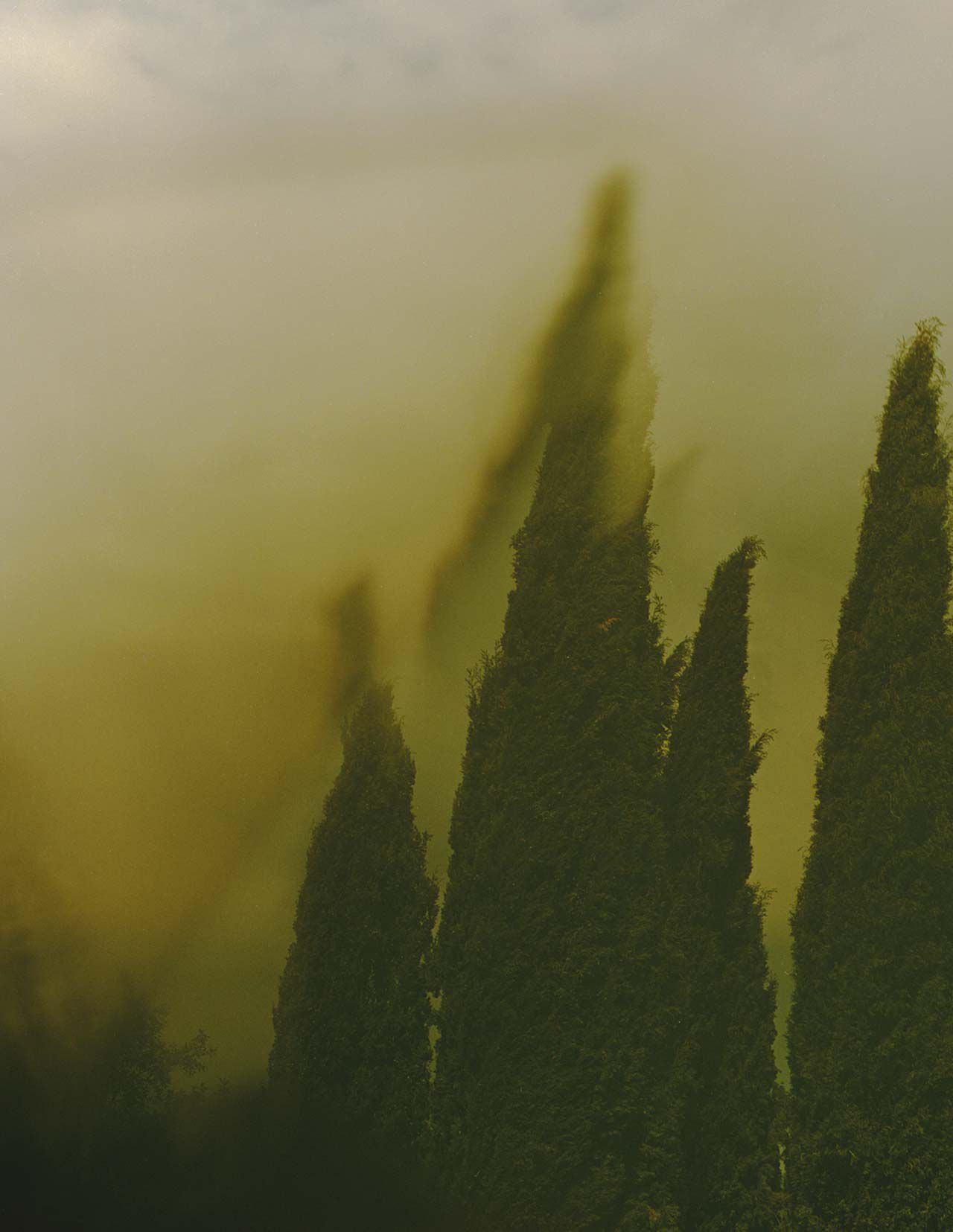 Forme alte, verde scuro, simili a cipressi, che si innalzano attraverso una foschia giallo-verde, dai contorni sfumati e una velatura atmosferica che avvolge la scena.