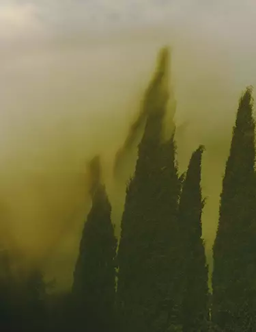 Forme alte, verde scuro, simili a cipressi, che si innalzano attraverso una foschia giallo-verde, dai contorni sfumati e una velatura atmosferica che avvolge la scena.