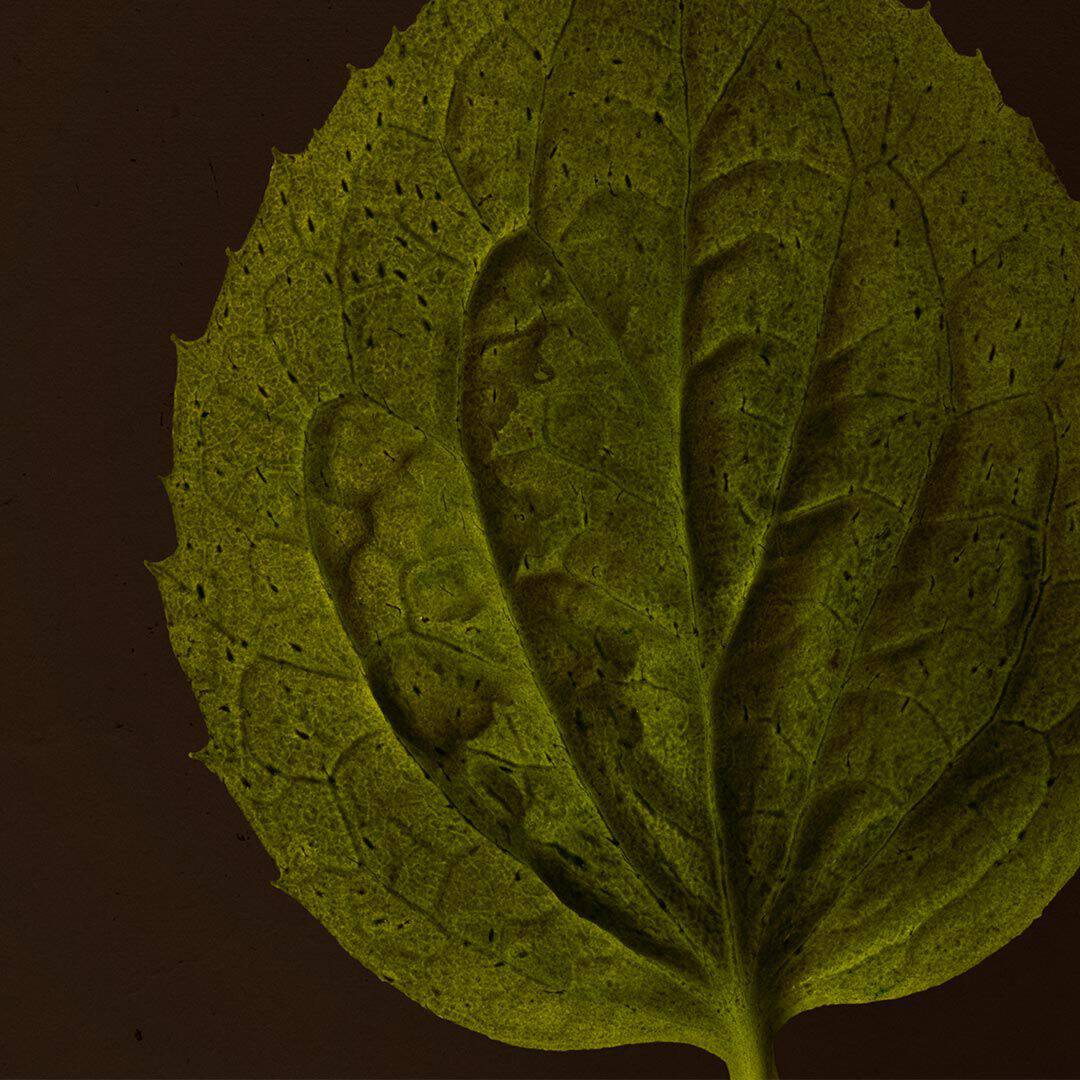 Close-up of a green leaf with raised veins against a dark brown background.